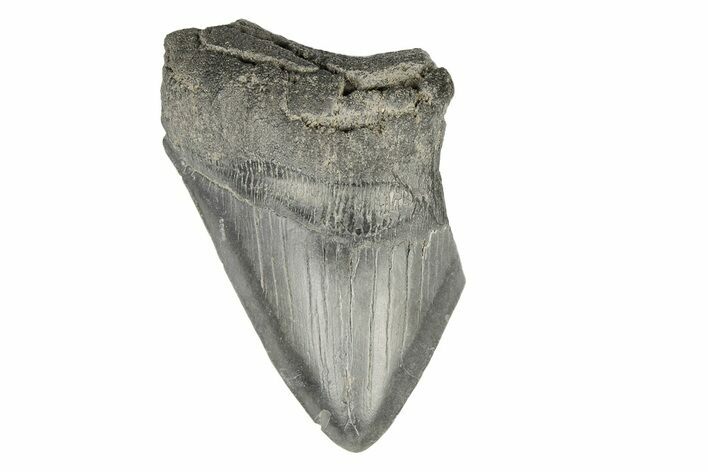 Partial, Fossil Megalodon Tooth #193992